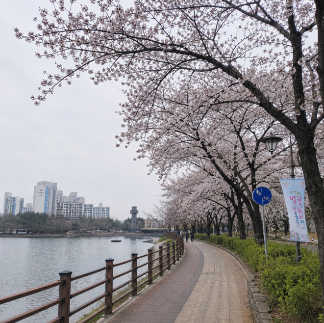경기 부천 상동호수공원 벚꽃 핀 호수변 산책로 풍경