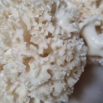 꽃송이 버섯 효능