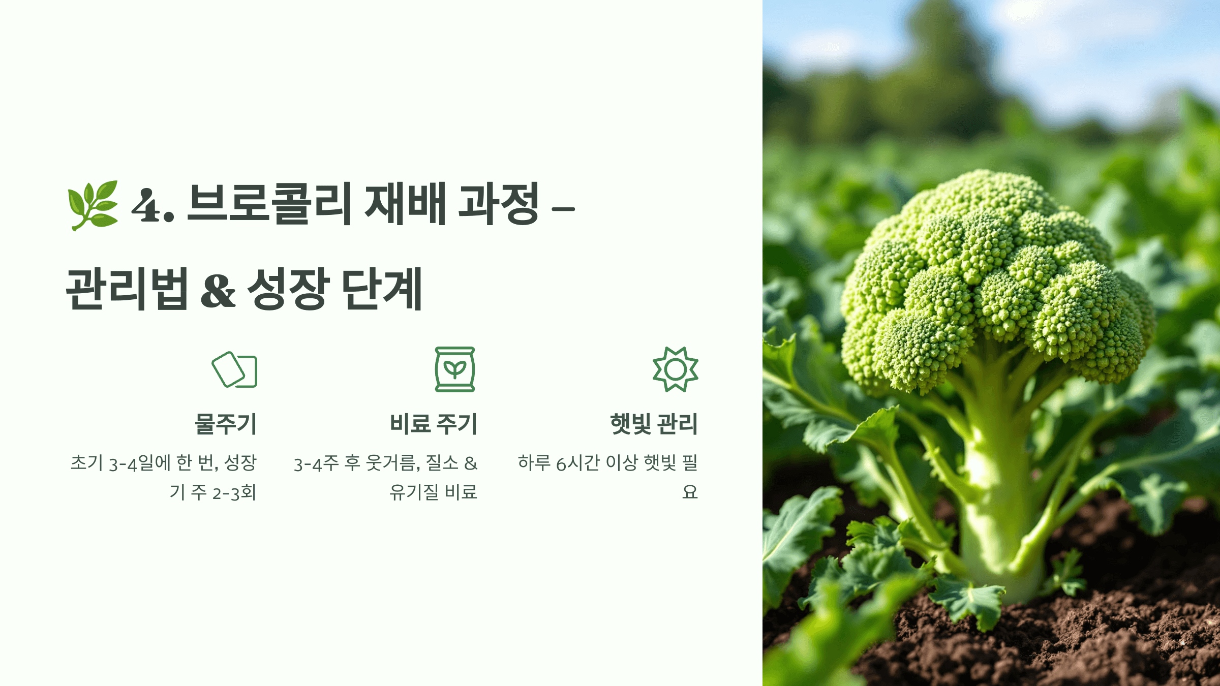 브로콜리 사진입니다.