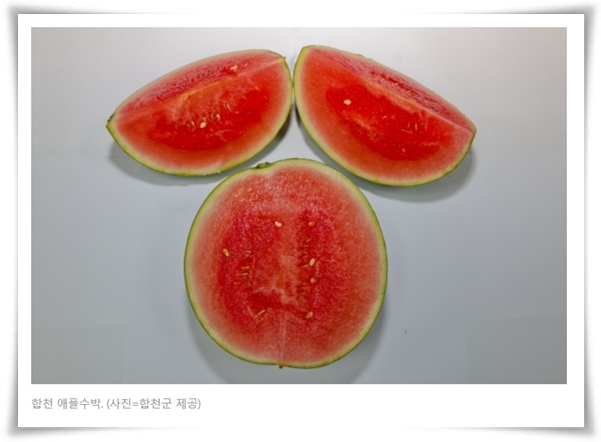 작지만 수박보다 달콤한 애플 수박 키우기! 아파트나 작은 정원에서도 가능해요.