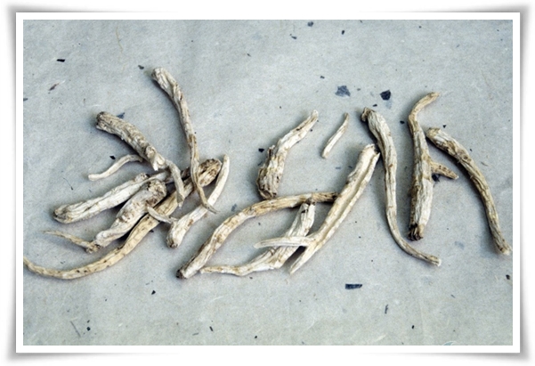 "도라지 꽃과 도라지" 아름다운 꽃과 건강한 뿌리를 품은 자연의 선물!