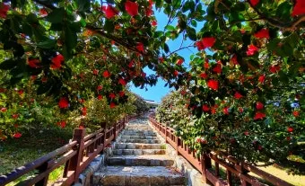 서천 마량리 동백나무 숲 개화 코스_12