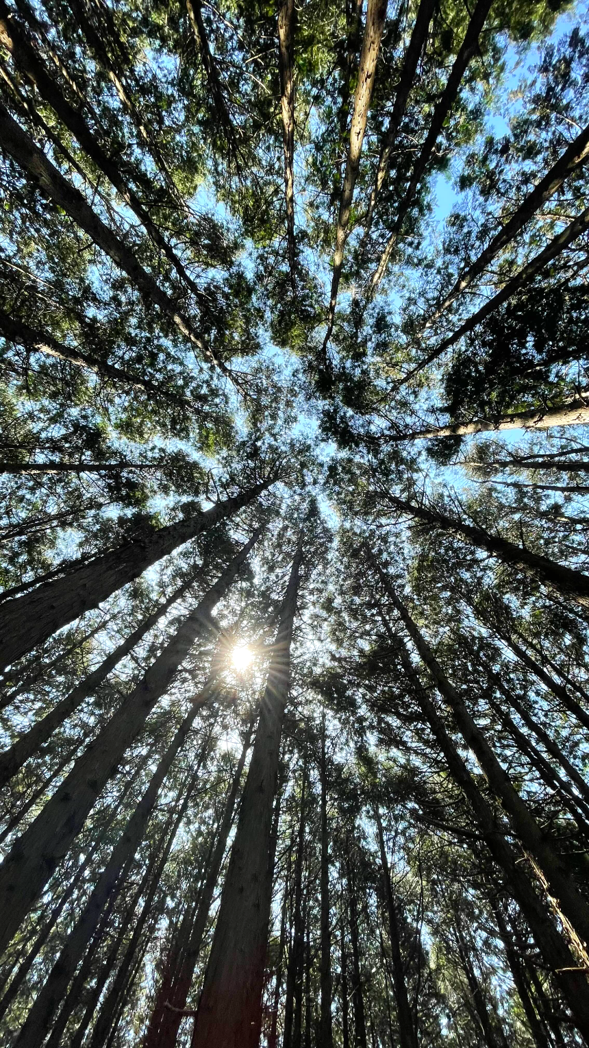 비밀의 숲 편백나무 숲2