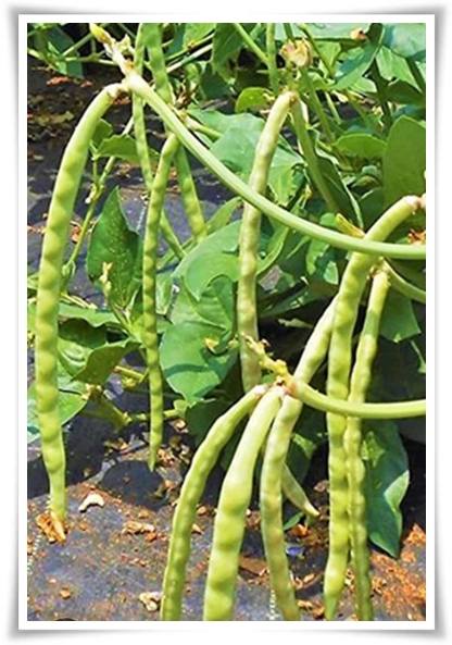 텃밭 "5월, 동부콩 심으세요!" 텃밭의 숨은 보석 알고보면 매력 덩어리!