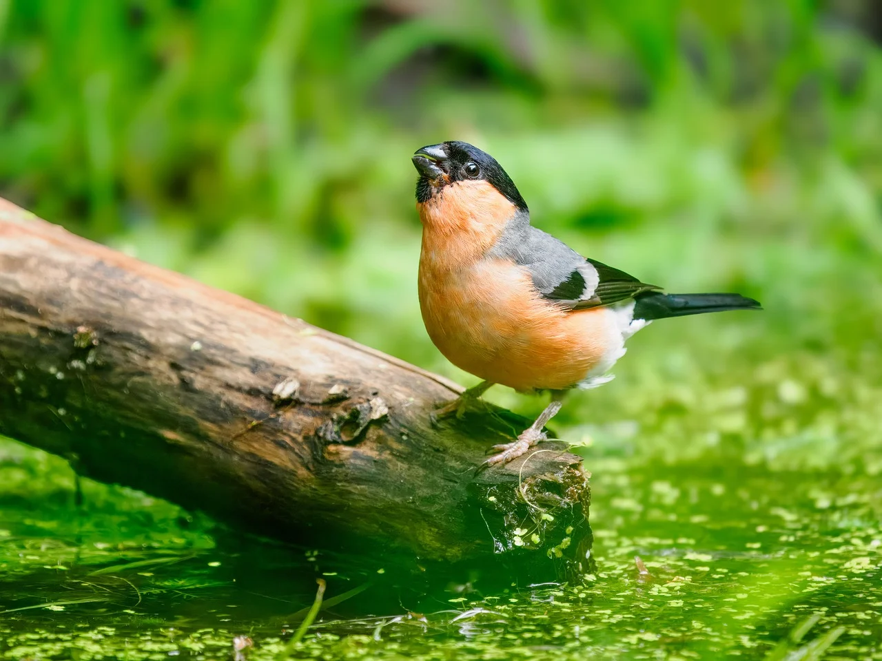 노후경유차 조기폐차 지원금