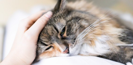 머리를 쓰다듬을 수 있는 고양이.