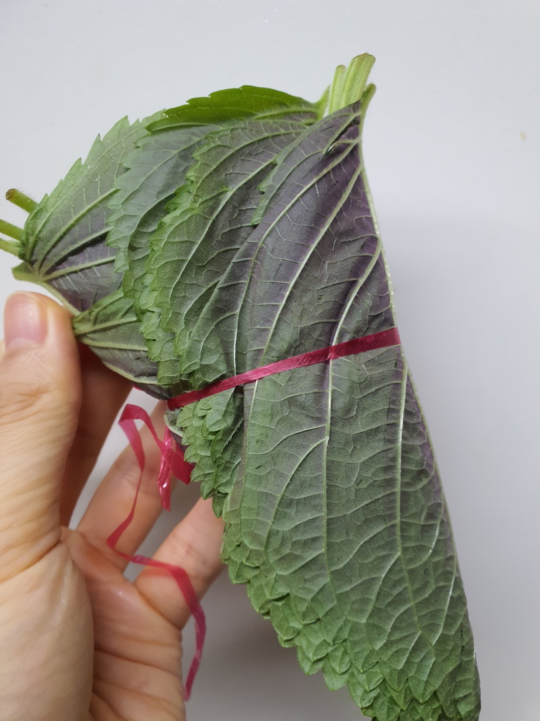 깻잎 효능 역사 깻잎 김치 만드는 법 깻잎 요리 레시피