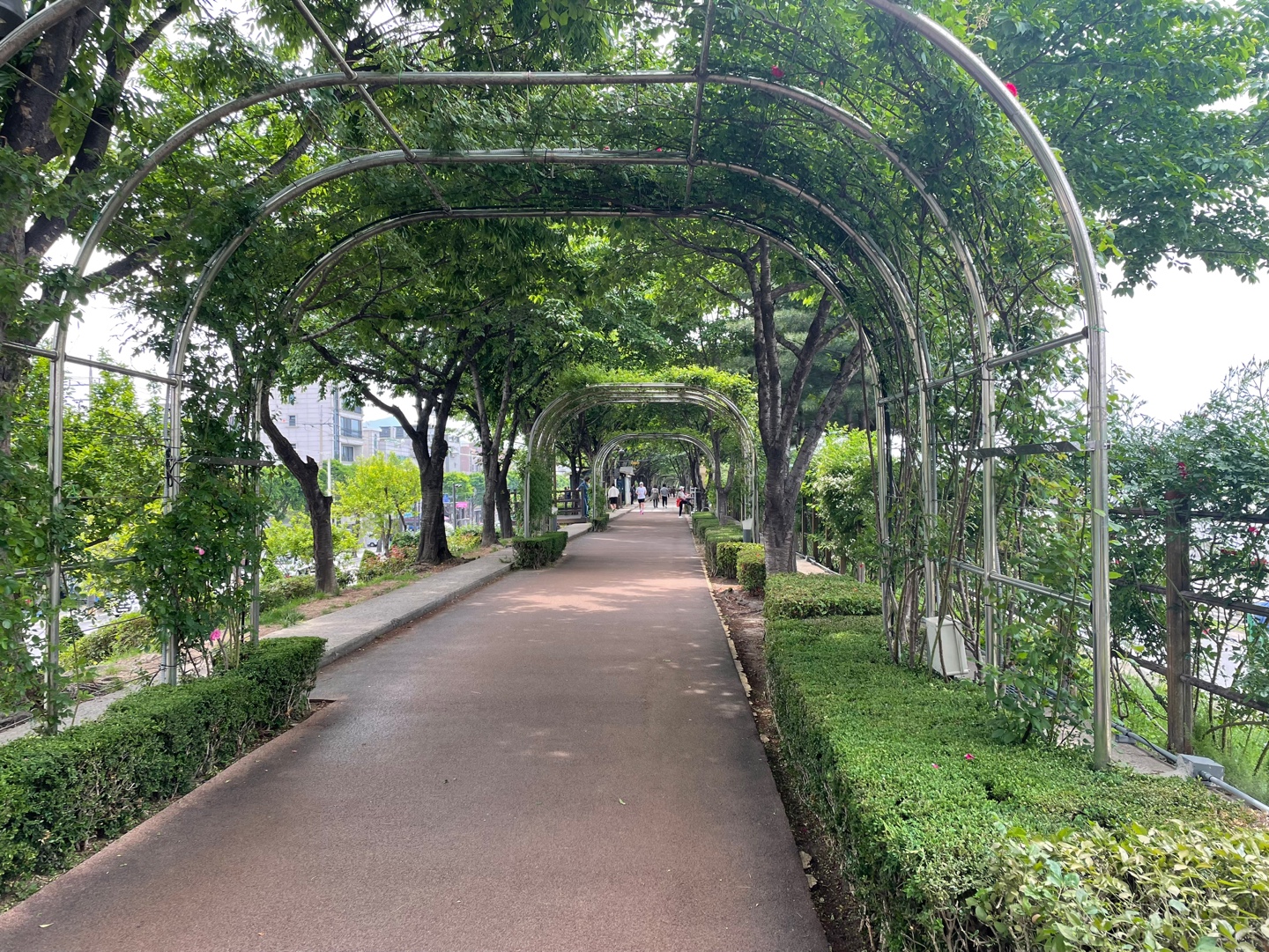 중랑천 장미축제