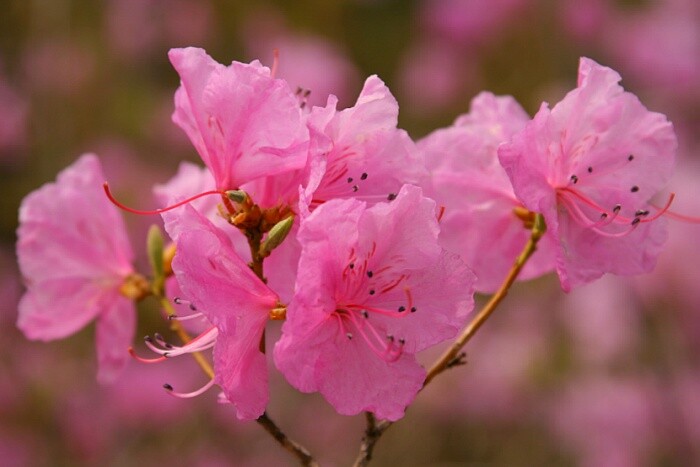 2024 개나리 개화시기 진달래 개화시기 벚꽃 개화시기 만개 절정 개화 벚꽃축제