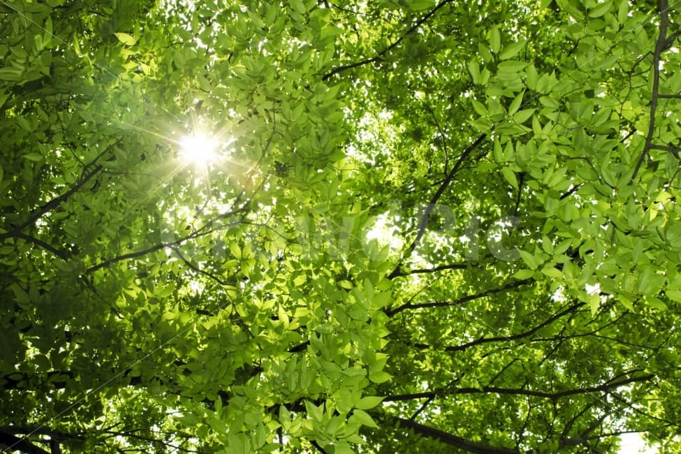 자연 속에서 맨발 걷기(어싱, Earthing)의 과학적 효과