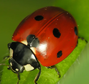 벌레 나오는 꿈