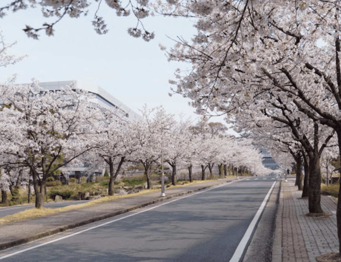 전국벚꽃 명소
