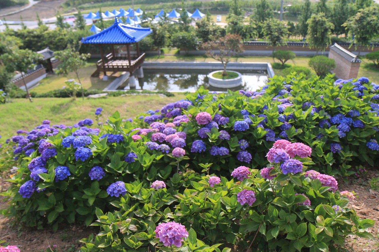 신안 섬 수국축제