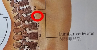 요추1번 위치 표시