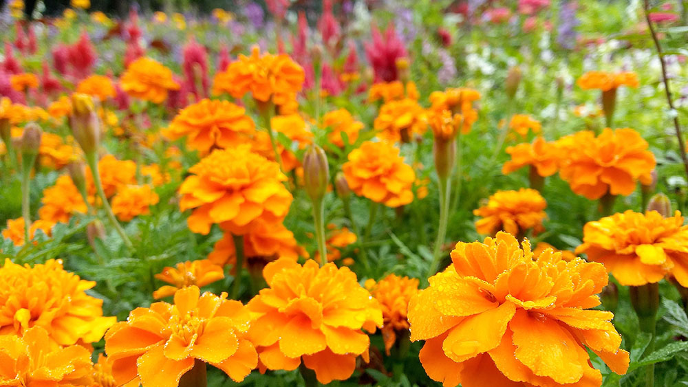 서울둘레길 4코스 대모산&middot;우면산 꽃