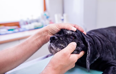 진료중인 강아지