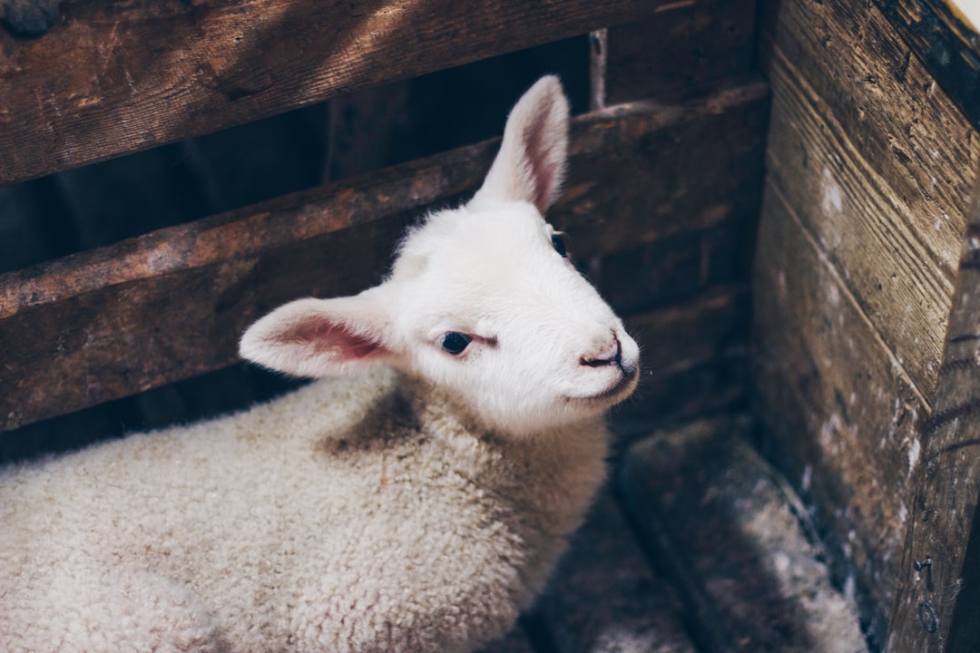 Lamb