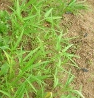 공심채 효능 부작용 고르는법 칼로리 다연채 모닝글로리