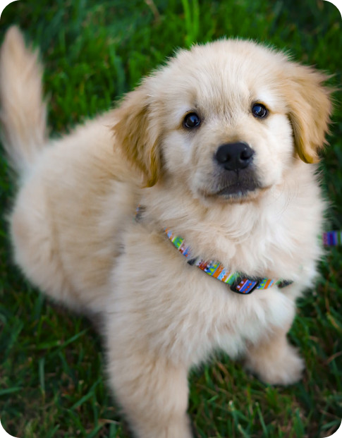 어린이날 선물 반려 강아지