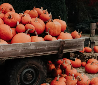 호박 효능과 부작용 고르는법 칼로리