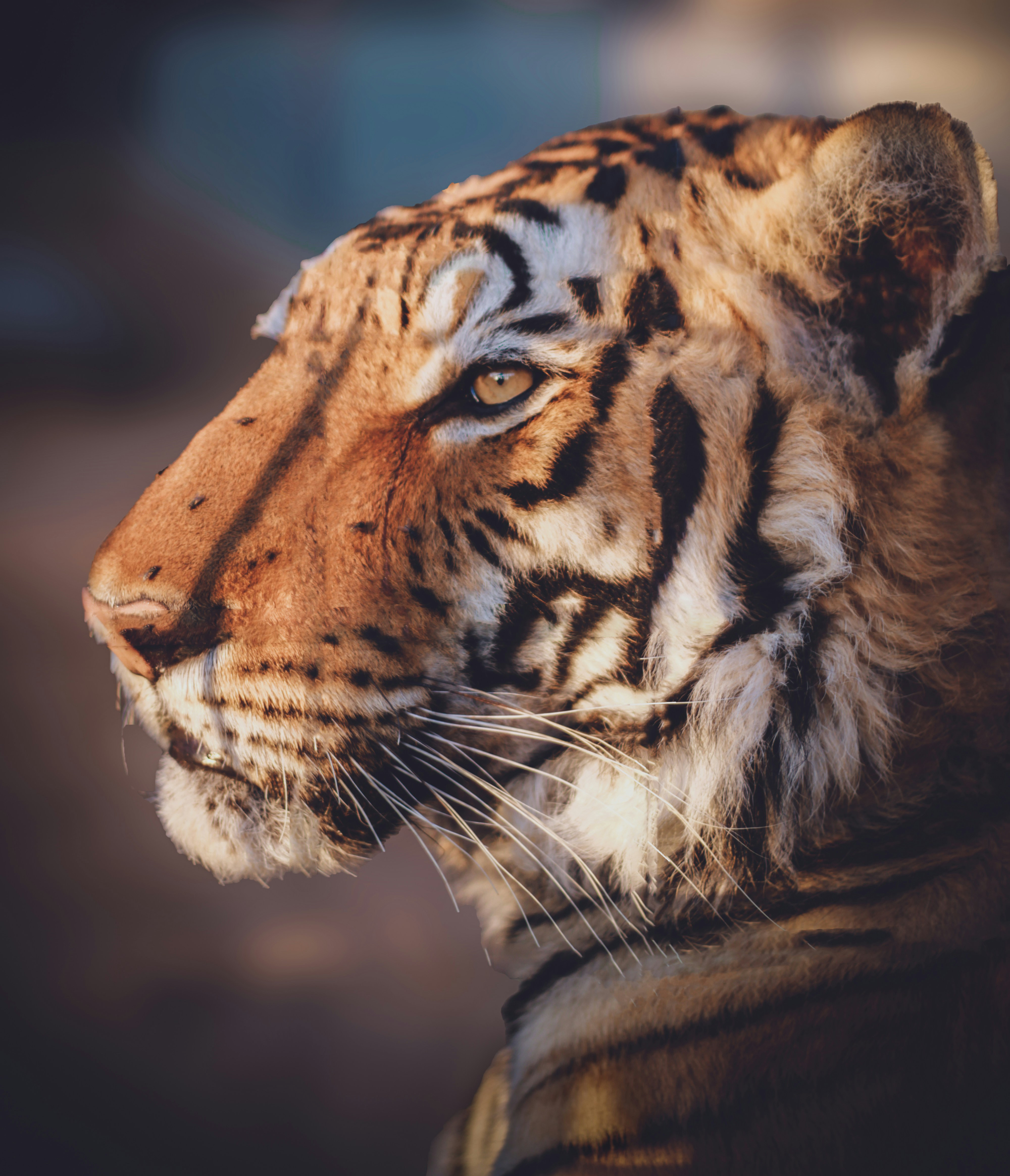 호랑이_나오는_꿈_해몽