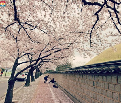 경주-벚꽃