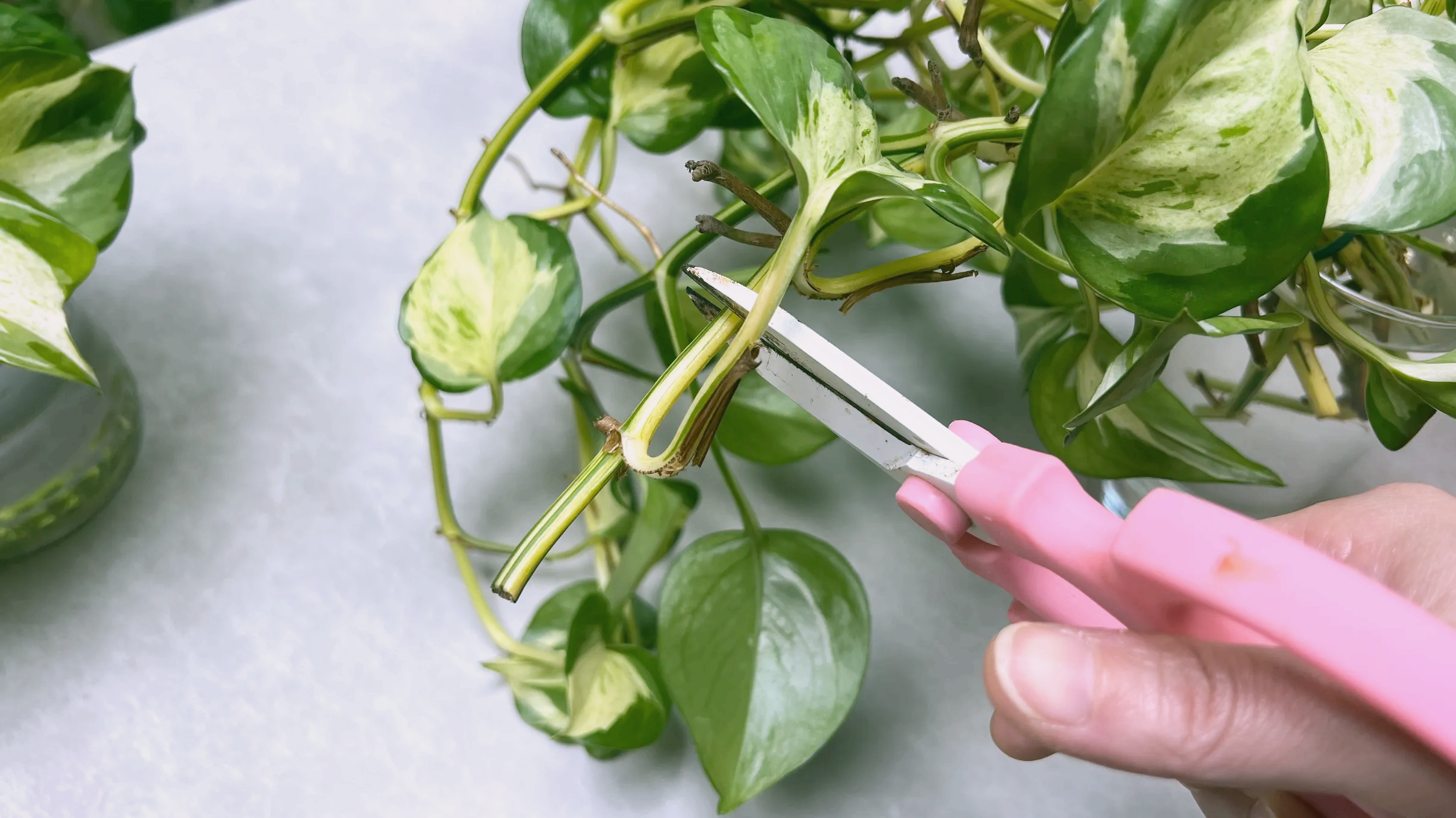 키우기 쉬운 식물