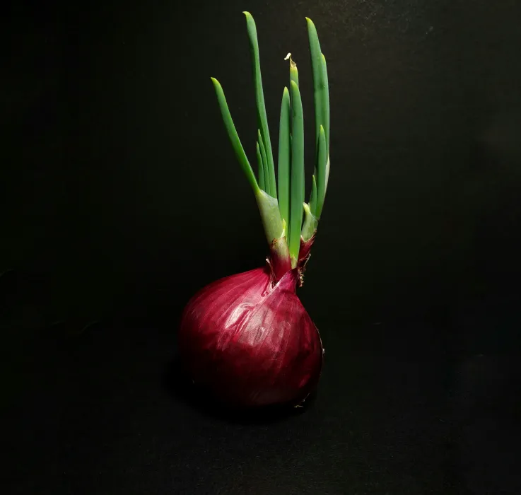 양파-사진