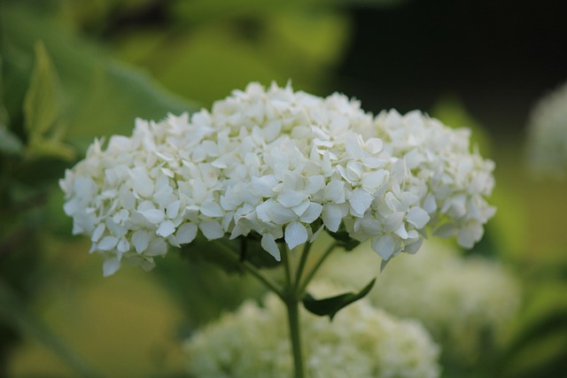 카멜리아힐 수국 축제