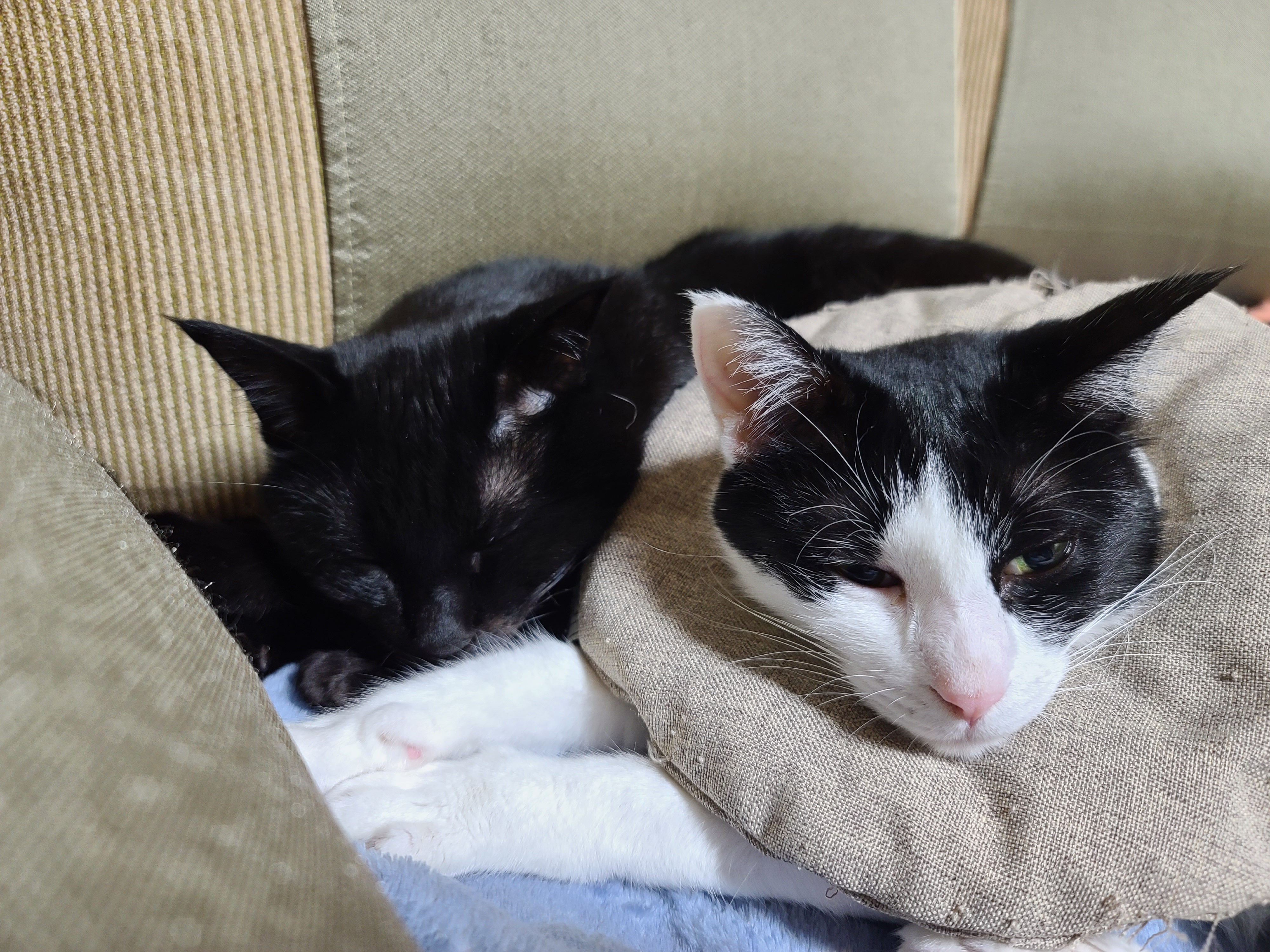 다정한 찐남매 건이랑 두리의 구조에서 현재까지의 간략한 스토리