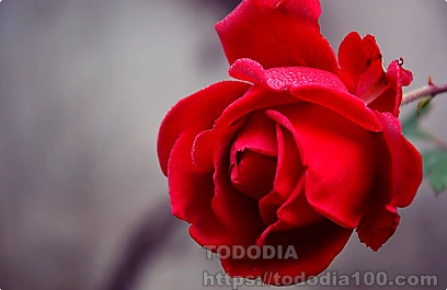 빨간장미- 꽃말- 뜻-역사-장미수-종류-연인-붉은장미