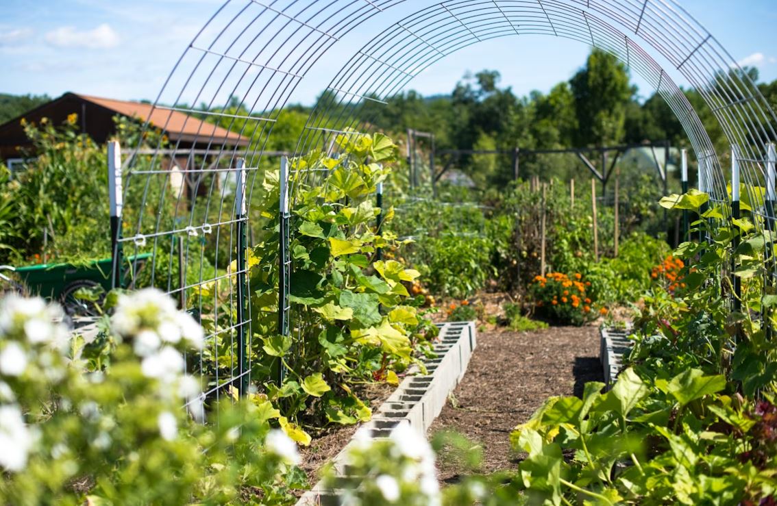 여름철 텃밭사진