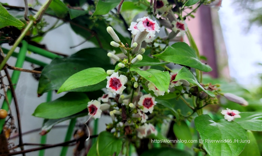 계요등(鷄尿藤)Paederia foetida