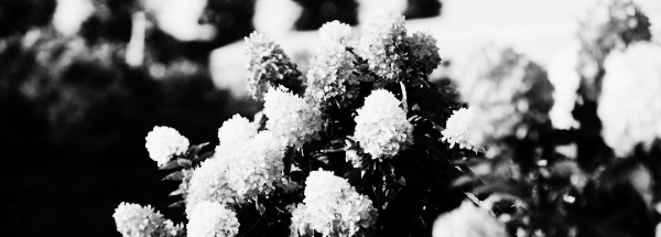 수국 종류: 원추형 수국 (패니큘라타, 목수국)