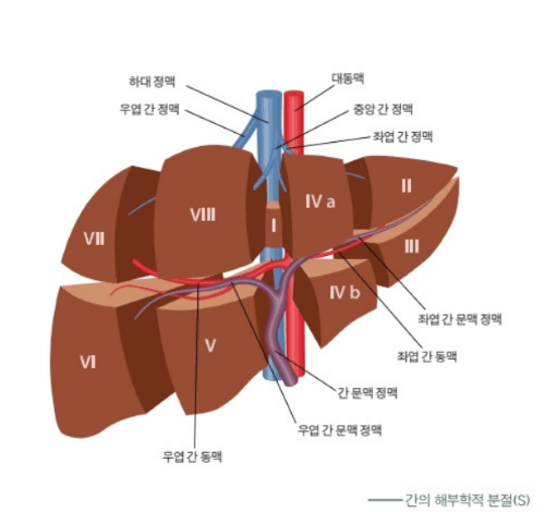 B형 간염 5단계 알아야 간암 안 걸려요!