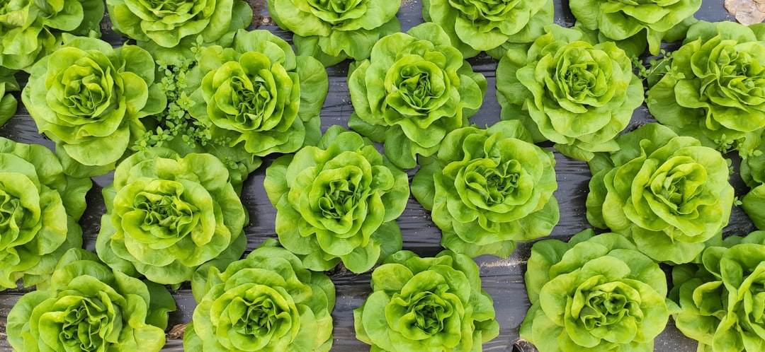 Lettuce