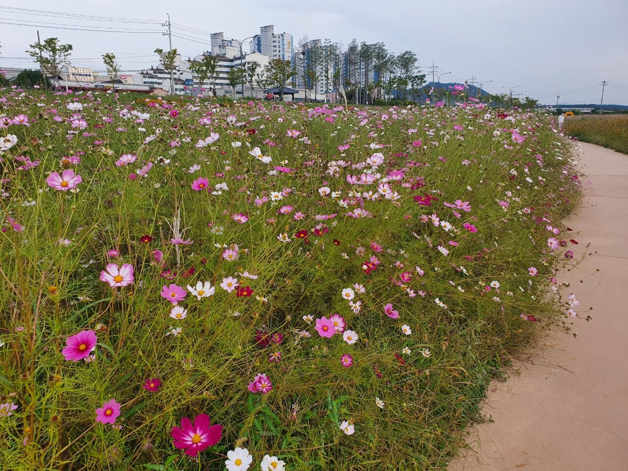 만개한코스모스