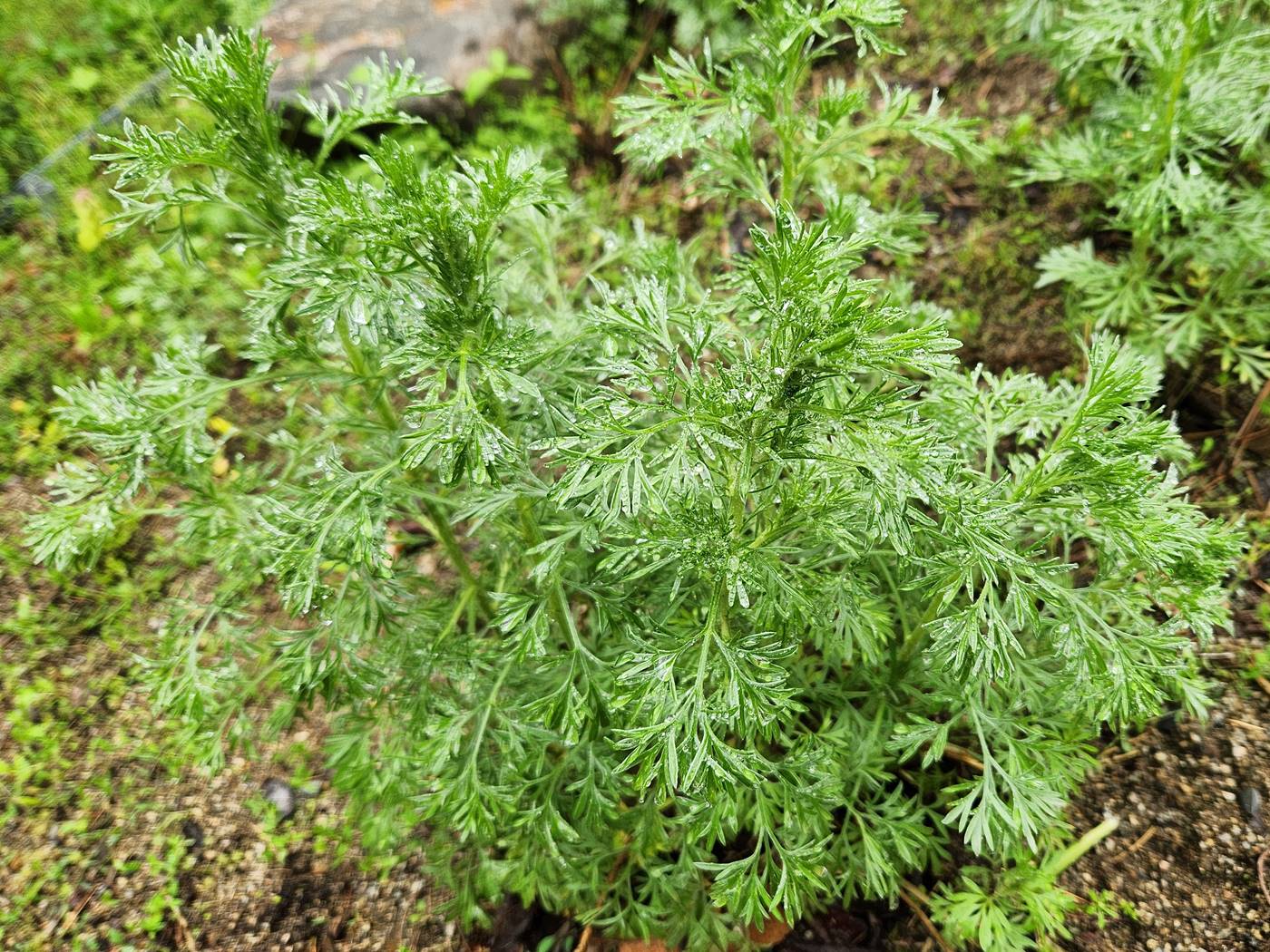 사철쑥