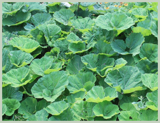 머위 효능 부작용