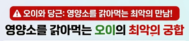 오이 효능