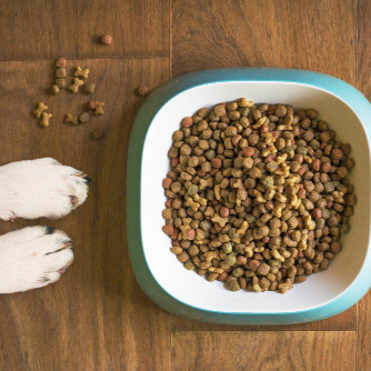 강아지 밥그릇에 담겨 있는 사료