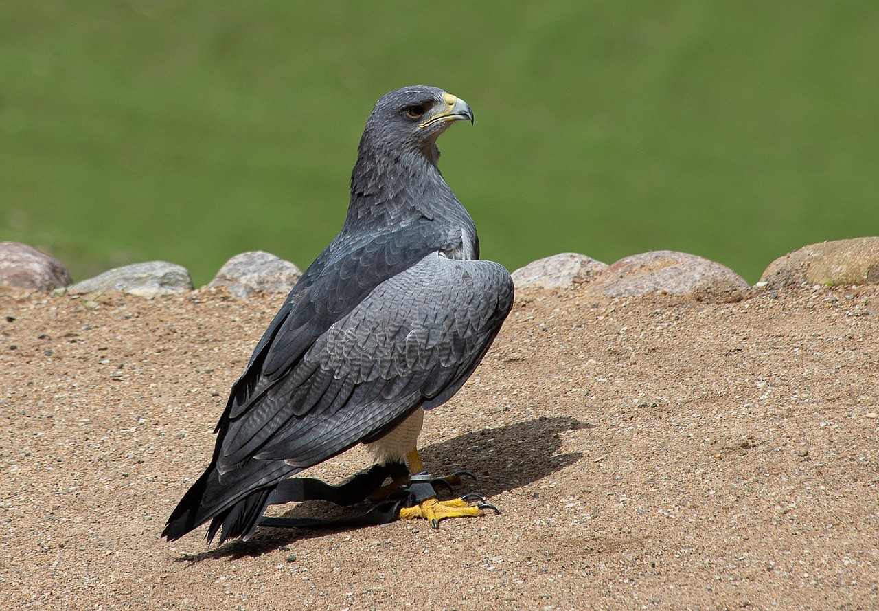 하늘위의 수색자 말똥가리 멸종위기 조류를 지켜야 하는 이유
