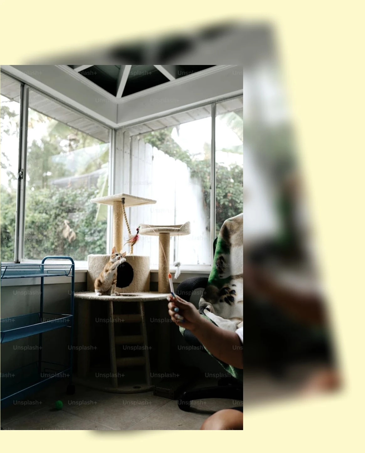 고양이 놀이_3_subsection