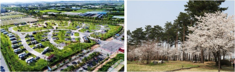 고양 킨텍스 캠핑장 전경과 벚꽃