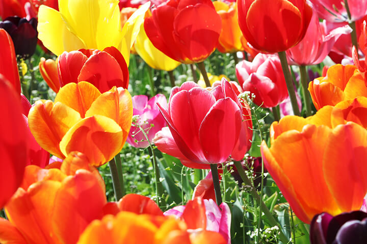 임자도 튤립축제