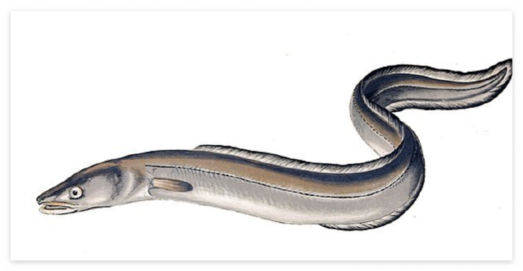 장어 효능 칼로리