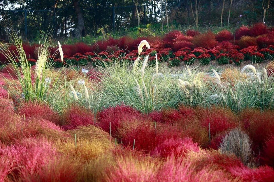 2025 태안 가을꽃박람회