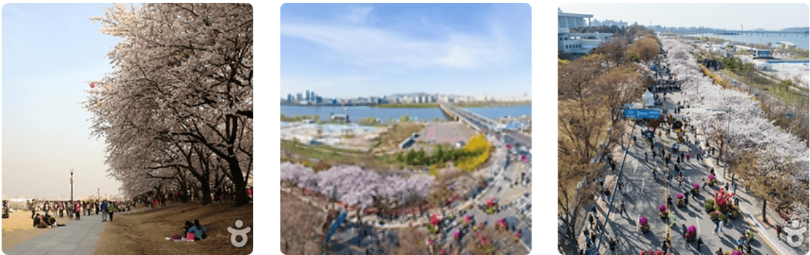 영등포여의도봄꽃축제