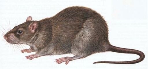 쥐