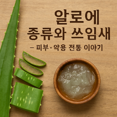 알로에 종류와 쓰임새 &ndash; 피부&middot;약용 전통 이야기
